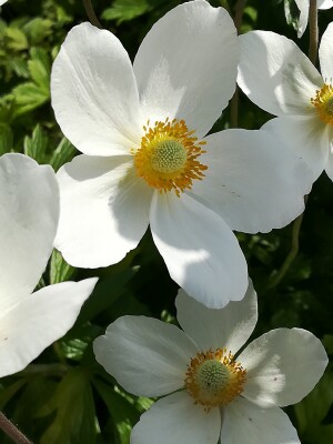 Anemone